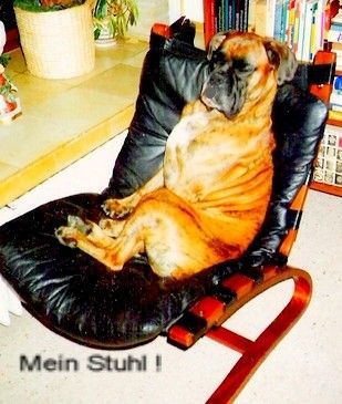 Boxer Hunde Foto 34163 Boxer Mein Stuhl !