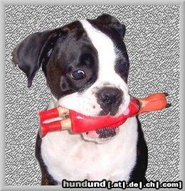 Boxer Hunde Foto 44755 in höherer Auflösung ansehen Boxer meins
