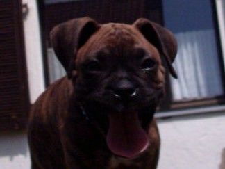 Boxer Hunde Foto 32241 in höherer Auflösung ansehen Boxer 8 Wochen alt