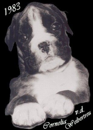 Boxer Hunde Foto 29074 in höherer Auflösung ansehen Boxer nela