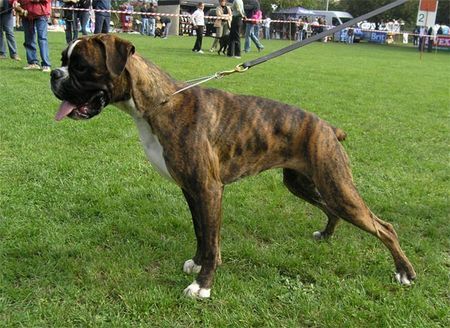Boxer Hunde Foto 41604 Boxer WOODY BOX