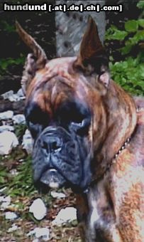 Boxer Hunde Foto 6400 Boxer Allevamento boxer dei fiumi di porpora
