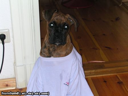 Boxer Hunde Foto 14118 Boxer Kein guter Stoff!!