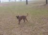 Boxer Foto: Ich bin Akira (ID 17126) Boxer Hund