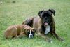 Boxer Foto: Jacko v.Bickefelder Sprung und Roxanne v.Maximilian (ID 37817) Boxer Hund