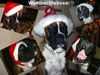 Boxer Hund