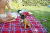 Boxer Foto: Das ist Anubis am 07.08.2004 - Er ist 10 Wochen alt. (ID 14902) Boxer Hund
