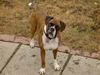 Boxer Hund