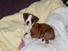 Boxer Hund