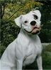Boxer Hund
