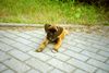 Boxer Foto: Das ist Anubis am 07.08.2004 - Er ist 10 Wochen alt. (ID 14901) Boxer Hund