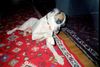 Boxer Hund