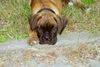 Boxer Foto: Anubis mit 10 Wochen (ID 14904) Boxer Hund