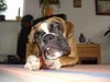 Boxer Hund