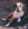 Boxer Hund