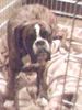 Boxer Hund