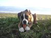 Boxer Hund