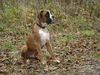 Boxer Hund
