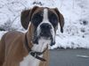 Boxer Hund