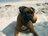 Boxer Hund
