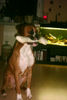 Boxer Foto: man ey...is das nen schwerer Knochen (ID 27609) Boxer Hund