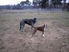 Boxer Foto: Blou (ID 15156) Boxer Hund