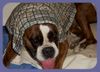 Boxer Foto: Solch eine Abkühlung mit einem nassen Tuch ist bei diesem Wetter spitze ! (ID 33188) Boxer Hund