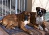 Boxer Foto (ID 37123) Boxer Hund