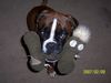 Boxer Foto: Cipo vom Silvermoon (ID 38077) Boxer Hund