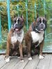 Boxer Hund