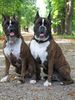 Boxer Hund