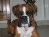 Boxer Foto: Rocky 4 Jahre alt (ID 37860) Boxer Hund