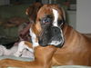 Boxer Foto: Rocky 4 Jahre alt (ID 37861) Boxer Hund