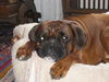 Boxer Foto: Enrico von Sankt Vith (ID 40017) Boxer Hund