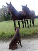 Boxer Foto: beaty &horses (ID 43163) Boxer Hund