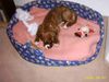 Boxer Hund