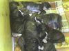 Boxer Foto: HUNDE BABIES (ID 39036) Boxer Hund