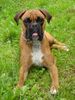 Boxer Foto: Kiara (ID 38515) Boxer Hund