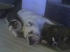 Boxer Foto: Lucy, Oli und Jimmy BESTE FREUNDE (ID 39035) Boxer Hund