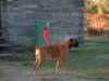 Boxer Hund