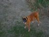 Boxer Hund