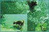 Boxer Foto: Basco - Swim and Splash (ID 14400) Boxer Hund