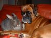 Boxer Hund
