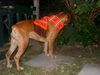 Boxer Hund