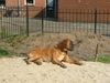 Boxer Hund