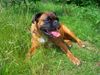 Boxer Hund