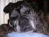 Boxer Foto: auch die eleganteste boxerdame wird mal alt...na und??? (ID 17329) Boxer Hund