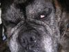 Boxer Foto: auch die eleganteste boxerdame wird mal alt...na und??? (ID 17330) Boxer Hund
