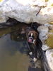 Boxer Foto: sommerhitze (ID 43164) Boxer Hund