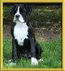 Boxer Hund
